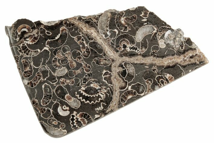 Polished Ammonite (Promicroceras) Slice - Marston Magna Marble #211365